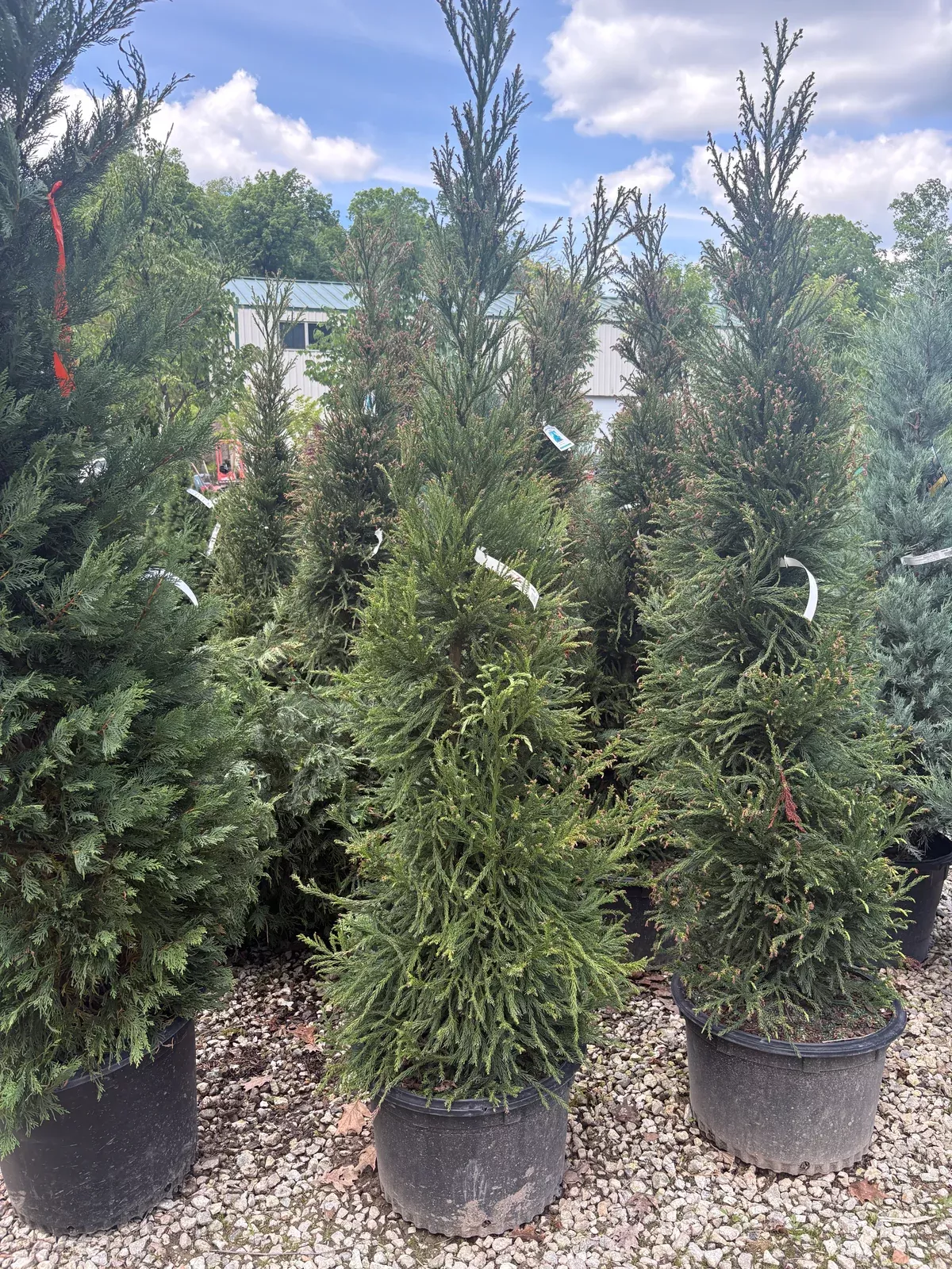radicans-japanese-cedar-cryptomeria Radicans Japanese Cedar (Cryptomeria)