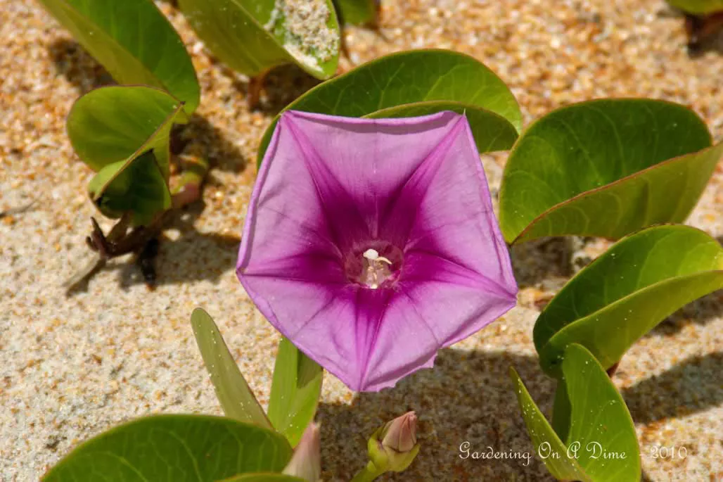 Railroad Vine