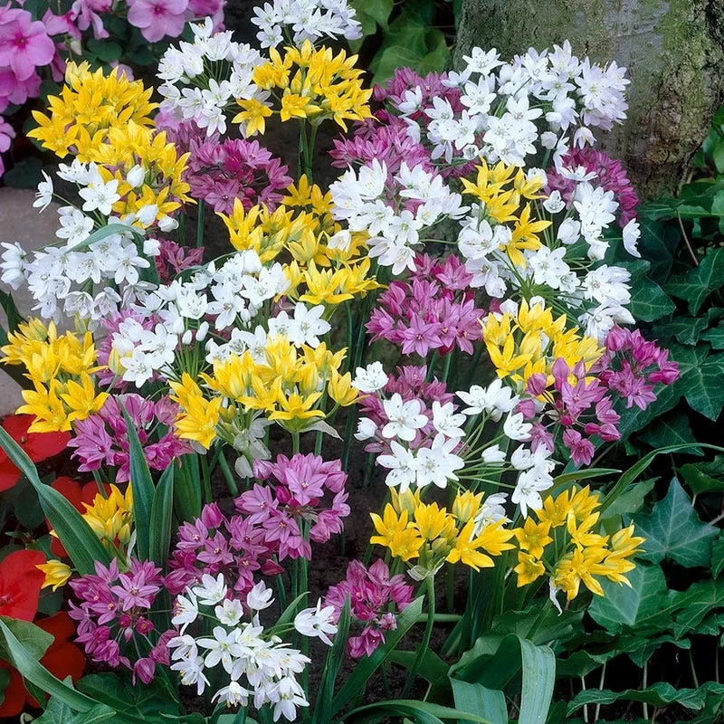 rainbow-allium-mix Rainbow Allium Mix