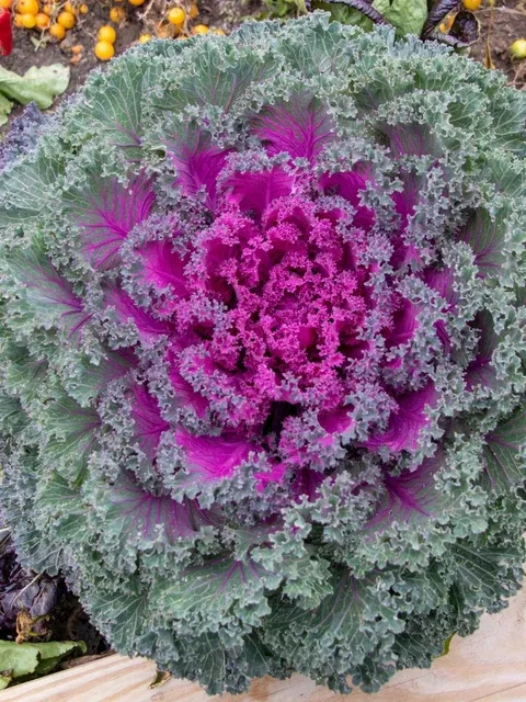 Rainbow Candy Crush Kale