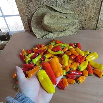 rainbow-mini-bell-sweet-pepper-variety-seeds Rainbow Mini Bell Sweet Pepper Variety Seeds