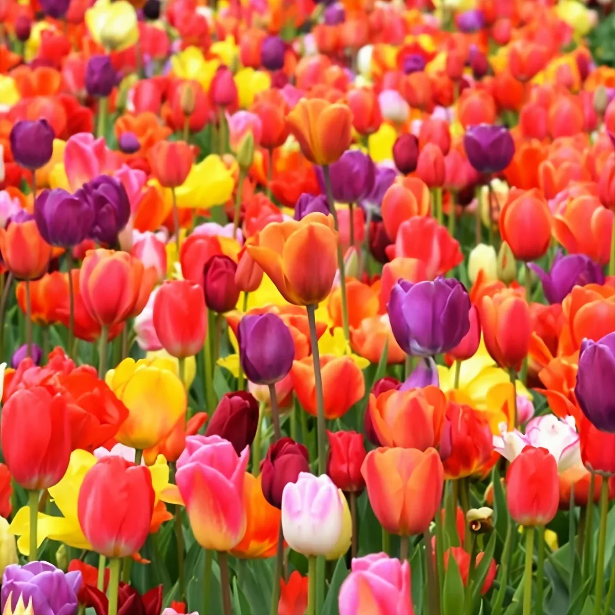 Rainbow Mix Dutch Tulip Bulbs