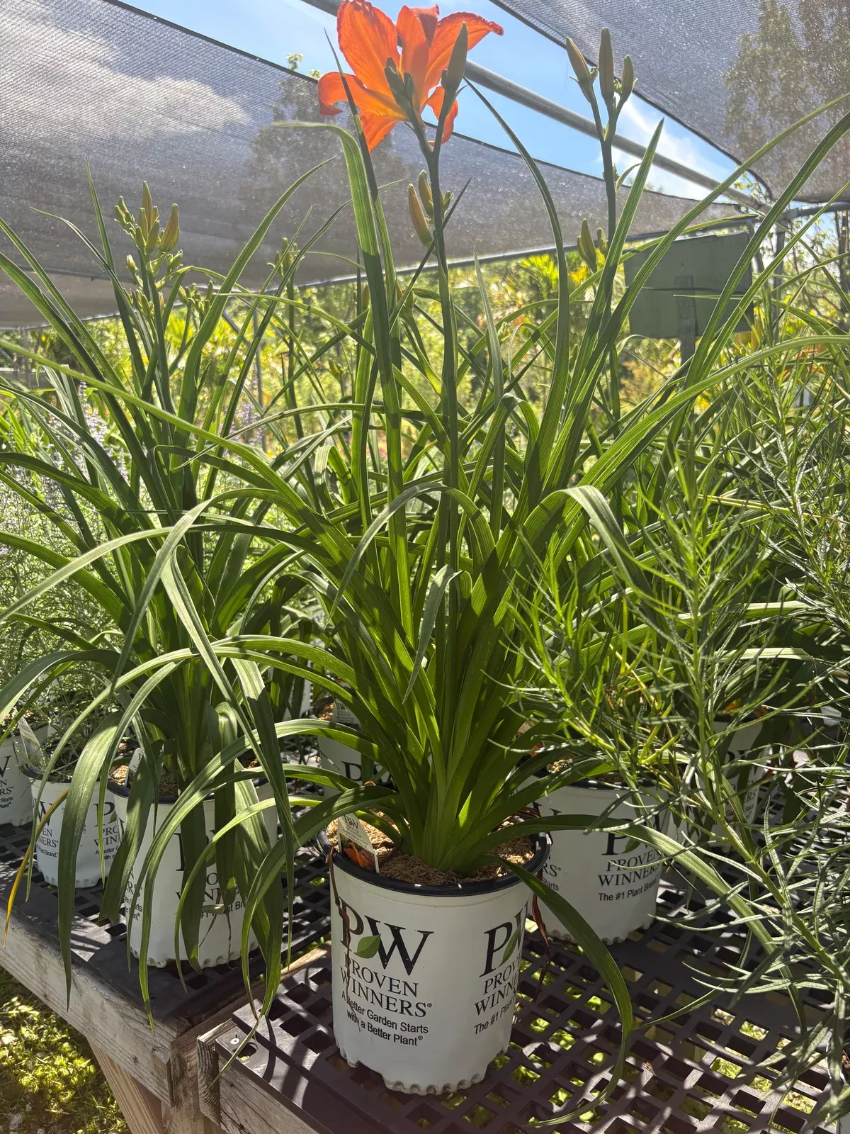 rainbow-rhythm-primal-scream-daylily Rainbow Rhythm Primal Scream Daylily