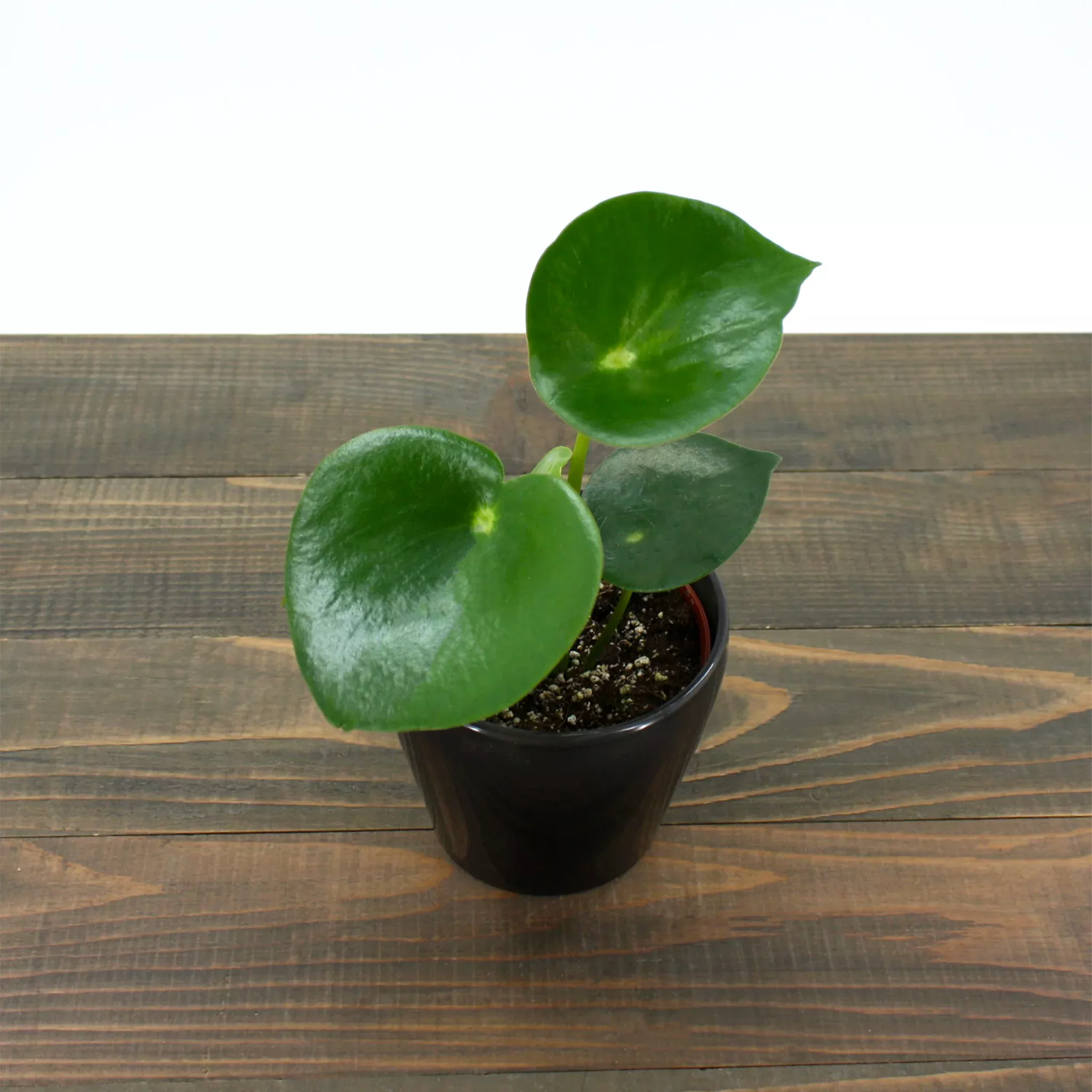 raindrop-peperomia Raindrop Peperomia