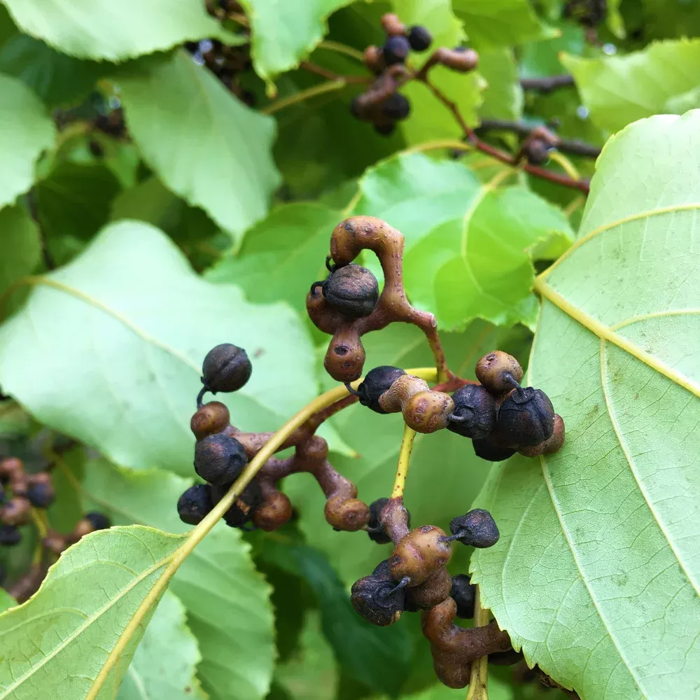 raisin-tree Raisin Tree
