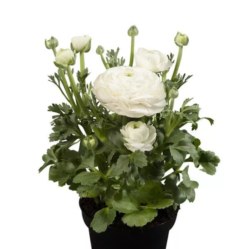 ranunculus-asiaticus-ranunculus-compact-white Ranunculus asiaticus RANUNCULUS COMPACT WHITE.