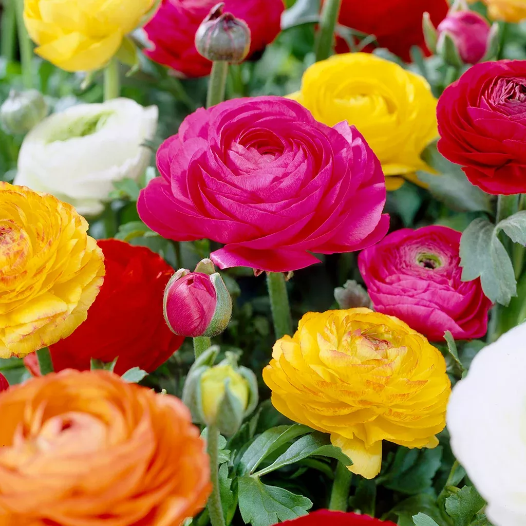 ranunculus-buttercups-double-blooming-mix Ranunculus - Buttercups - Double Blooming Mix