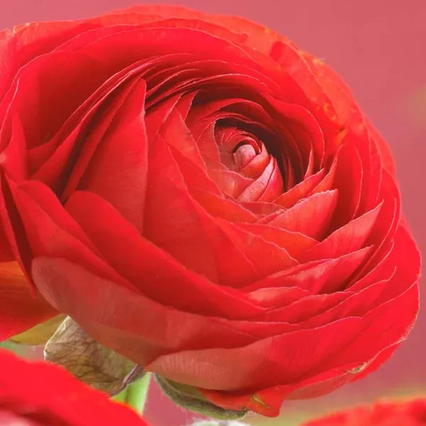 ranunculus-buttercups-double-red Ranunculus - Buttercups - Double Red
