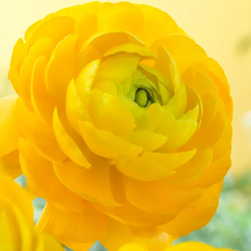 ranunculus-buttercups-double-yellow Ranunculus - Buttercups - Double Yellow