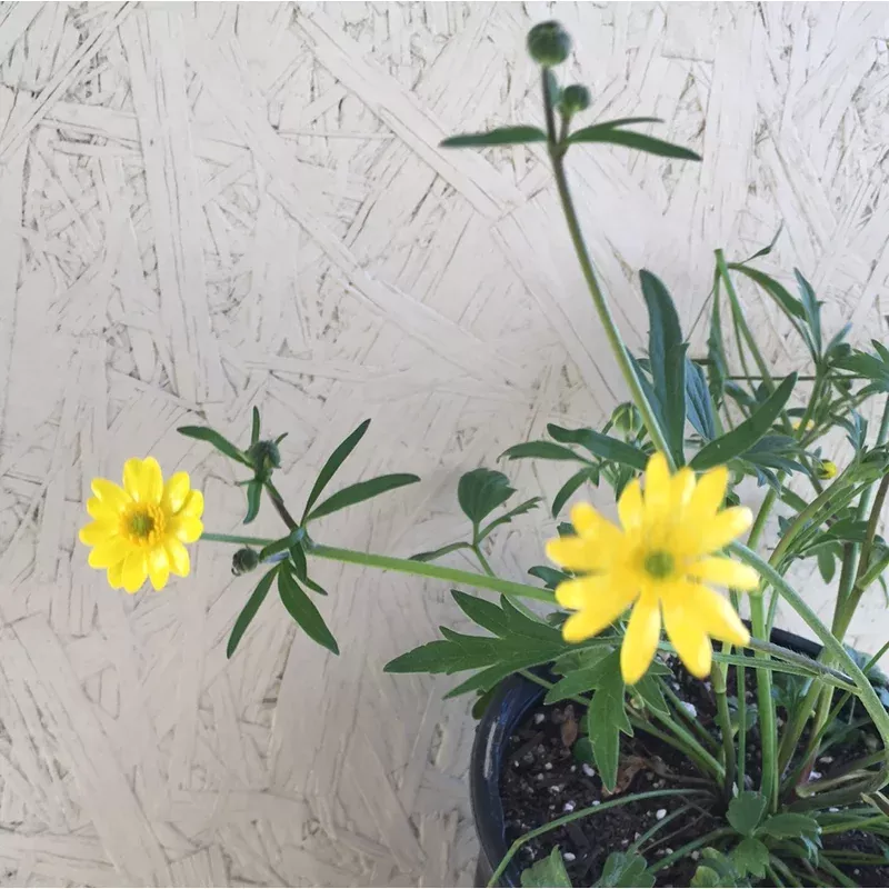 Ranunculus californicus, California Buttercup