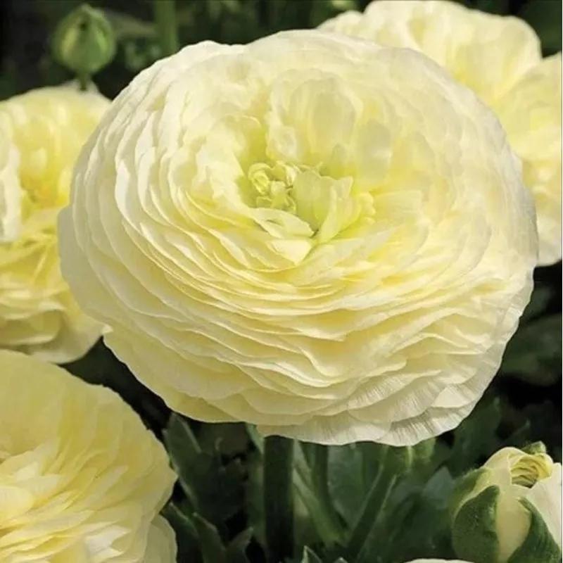 ranunculus-creamy-white-5-corms Ranunculus 'Creamy White' - 5 corms