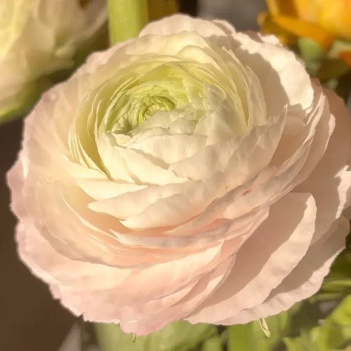 ranunculus-pastel-5-corms Ranunculus 'Pastel' - 5 corms