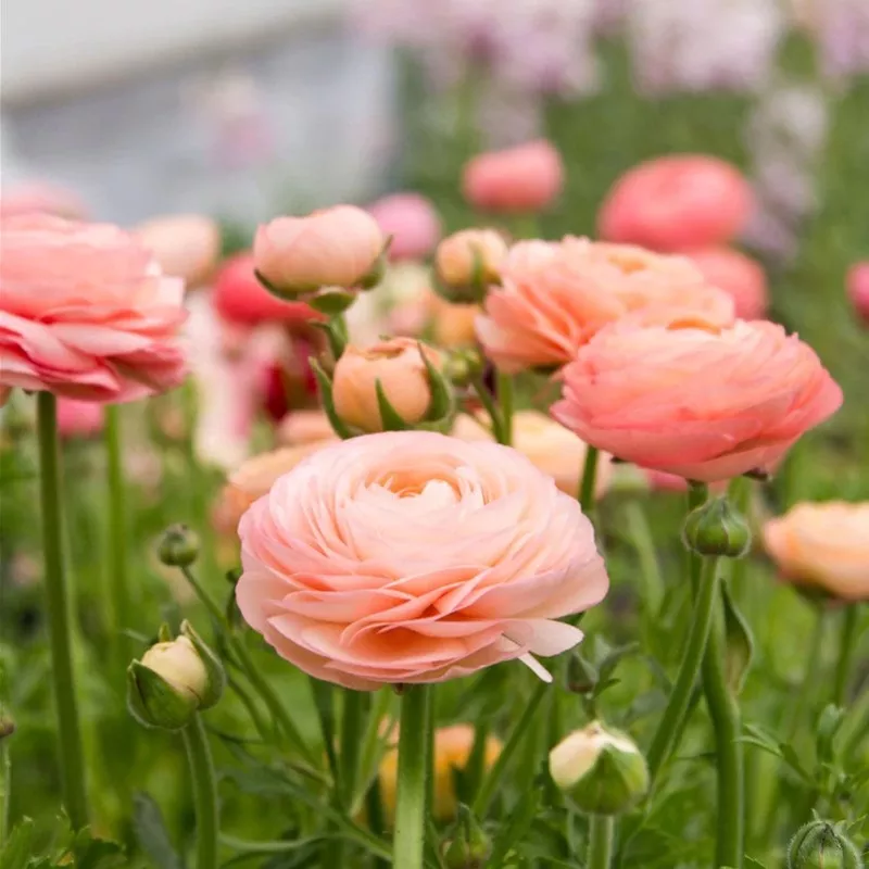 ranunculus-salmon-5-corms Ranunculus 'Salmon' - 5 corms