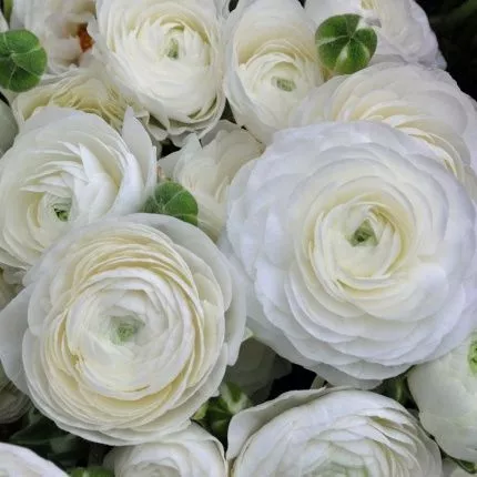 ranunculus-white-5-corms Ranunculus 'White' - 5 corms