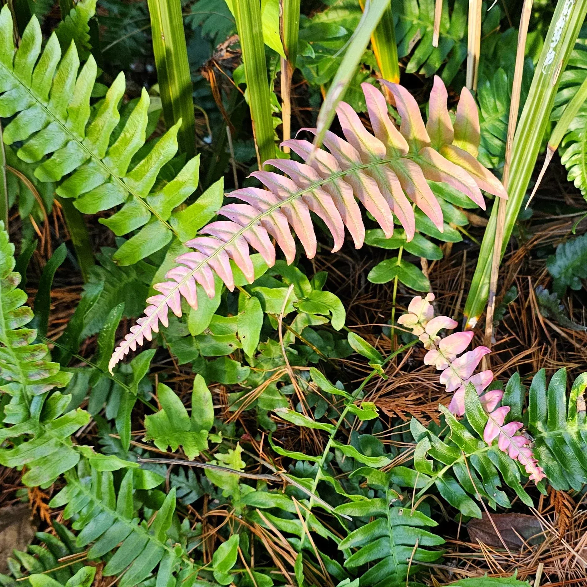 Rasp Fern