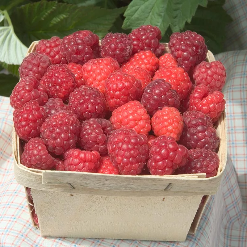 raspberry-boyne-red-1gal-bl Raspberry: 'Boyne Red' - 1Gal (Bl)