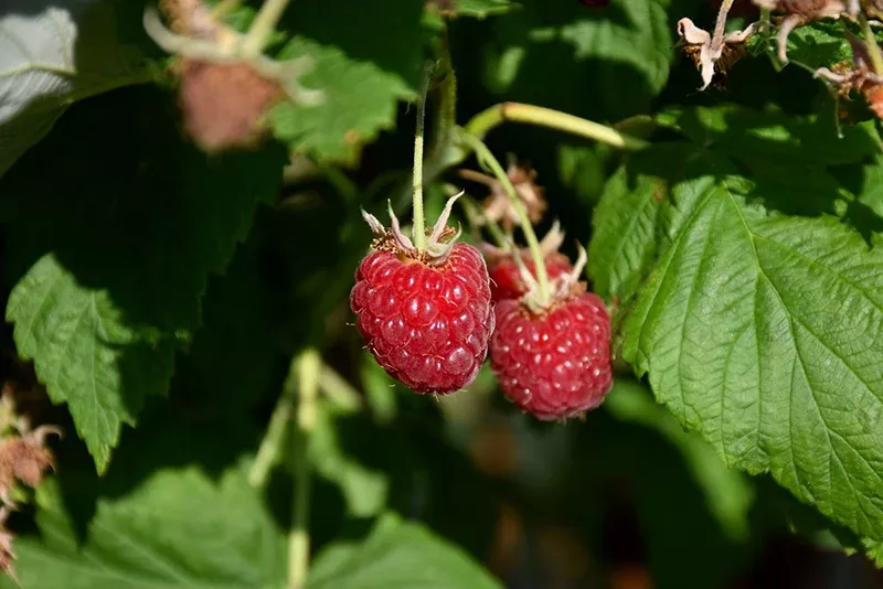 raspberry-canby-2-gal-vn Raspberry "Canby" -2 Gal (VN)