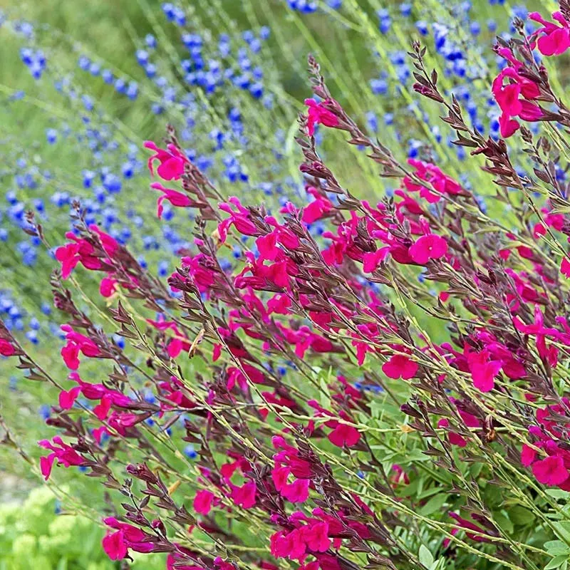 Raspberry Delight Salvia