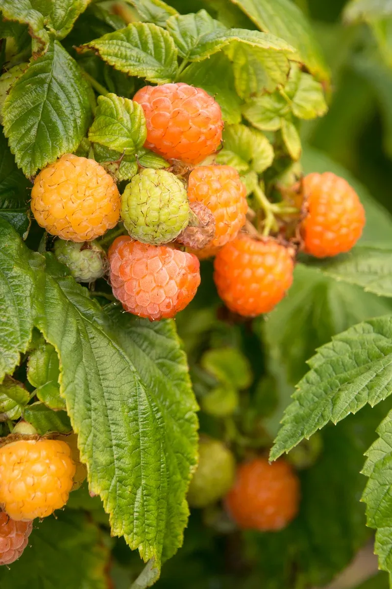 raspberry-fall-gold-1g Raspberry: Fall Gold - 1g