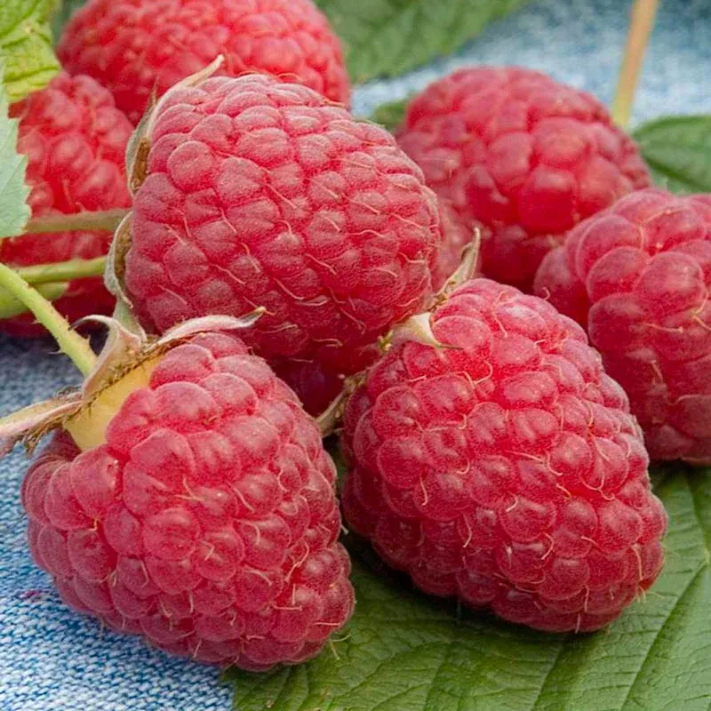 raspberry-heritage-1gal-bl Raspberry: "Heritage" - 1Gal (Bl)
