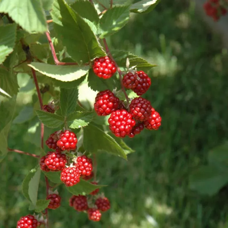 raspberry-heritage Raspberry 'Heritage'