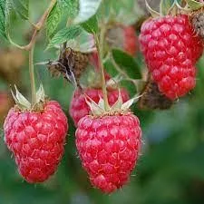 raspberry-red-mammoth-2gal Raspberry: 'Red Mammoth' - 2Gal