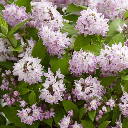 raspberry-sundae-deutzia Raspberry Sundae Deutzia