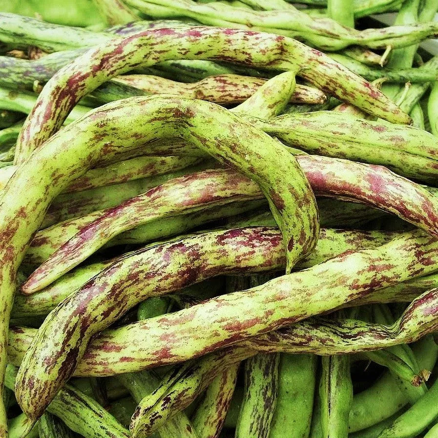 Rattlesnake Bean (Pole)