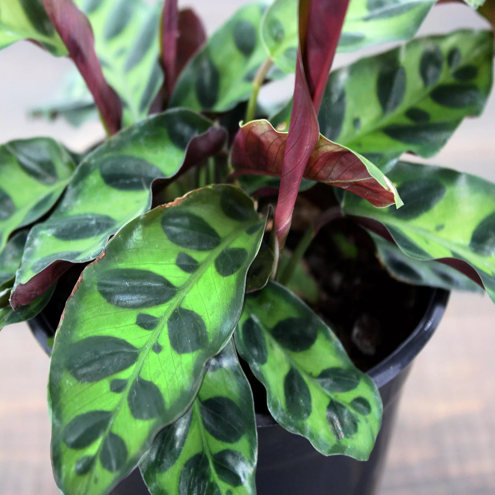 Rattlesnake Plant