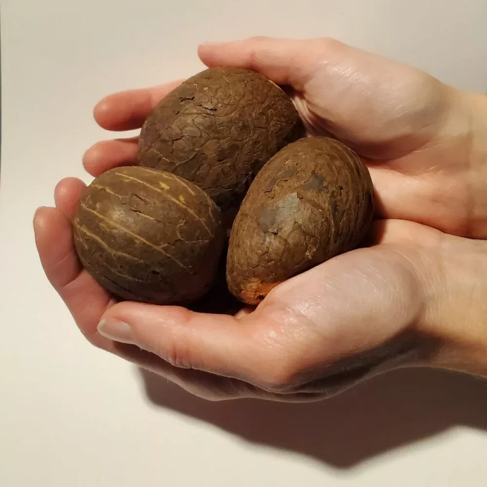 raw-tagua-nut Raw Tagua Nut