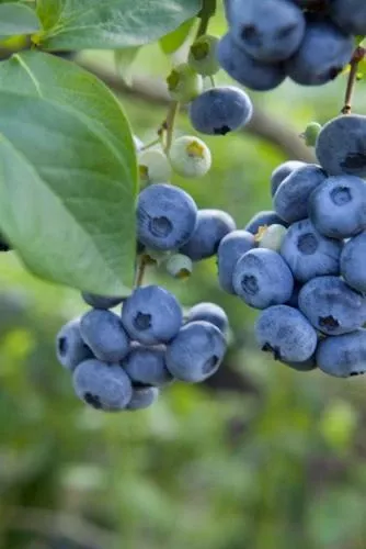 razz-blueberry Razz ™ Blueberry