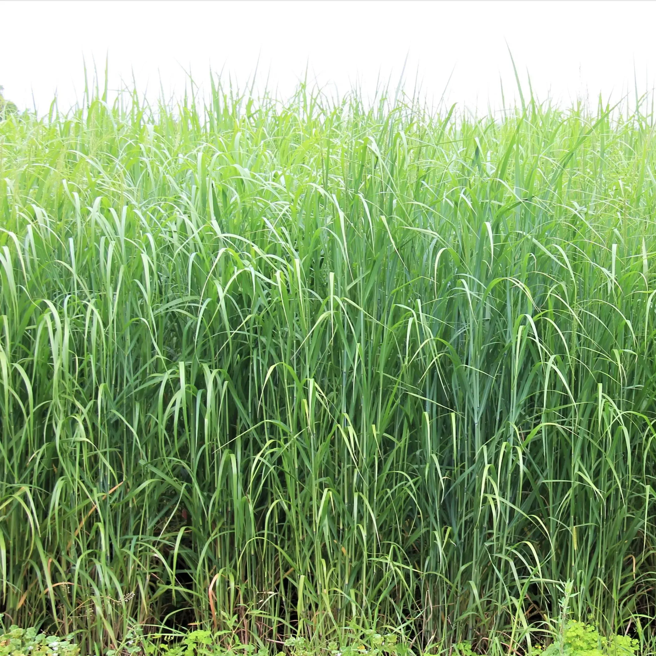 rc-big-rock-switchgrass RC Big Rock Switchgrass