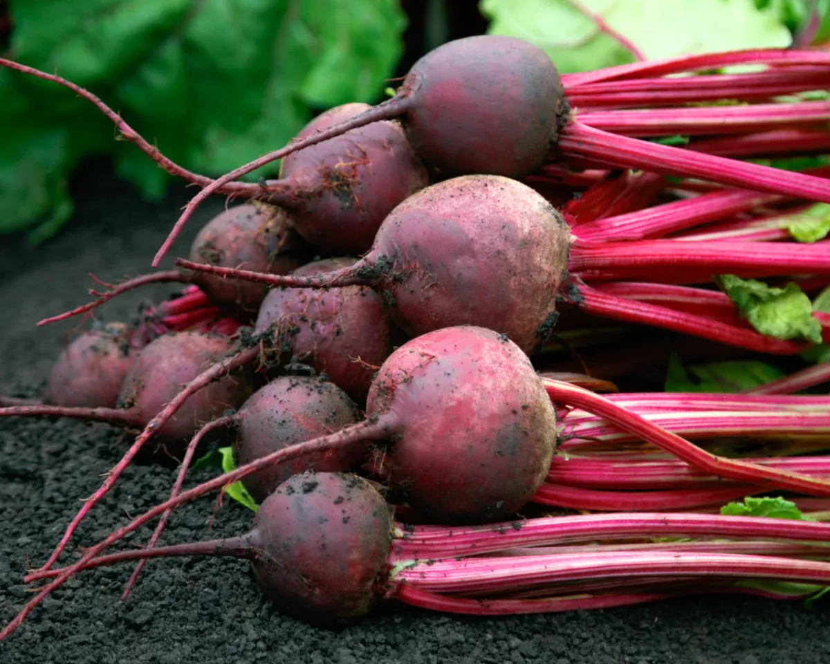 red-ace-hybrid-beet-seeds Red Ace Hybrid Beet Seeds