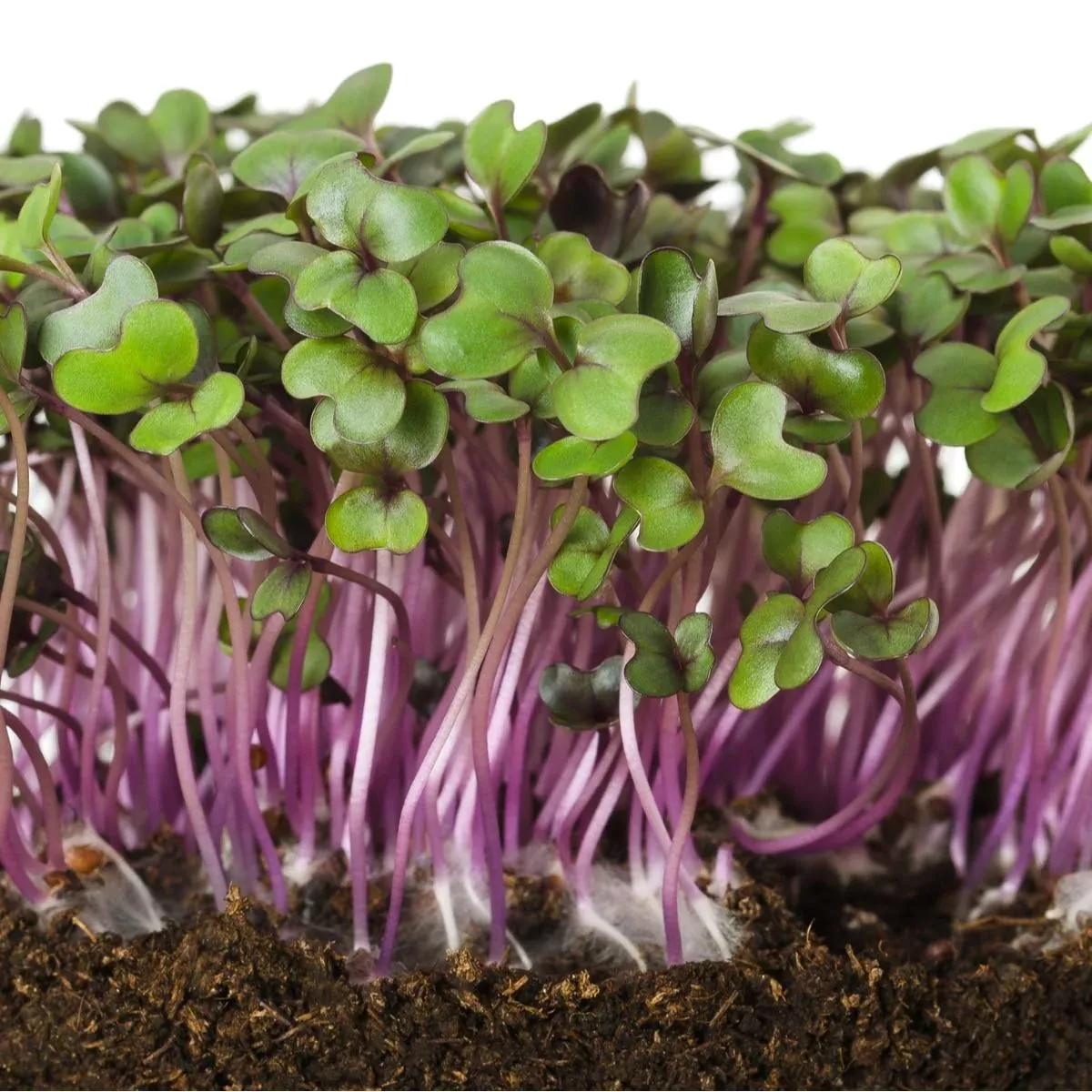 red-acre-cabbage-seeds-microgreens Red Acre Cabbage Seeds (Microgreens)