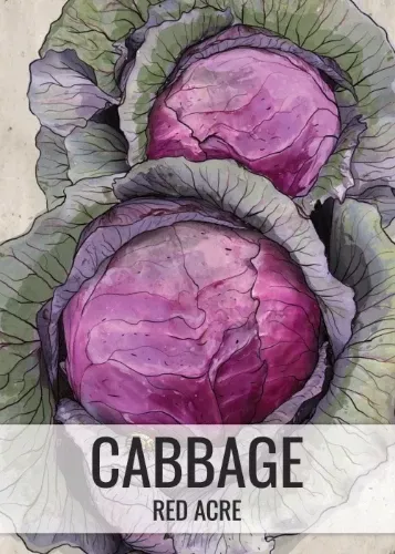 Red Acre Cabbage Seeds For Planting (Brassica oleracea)