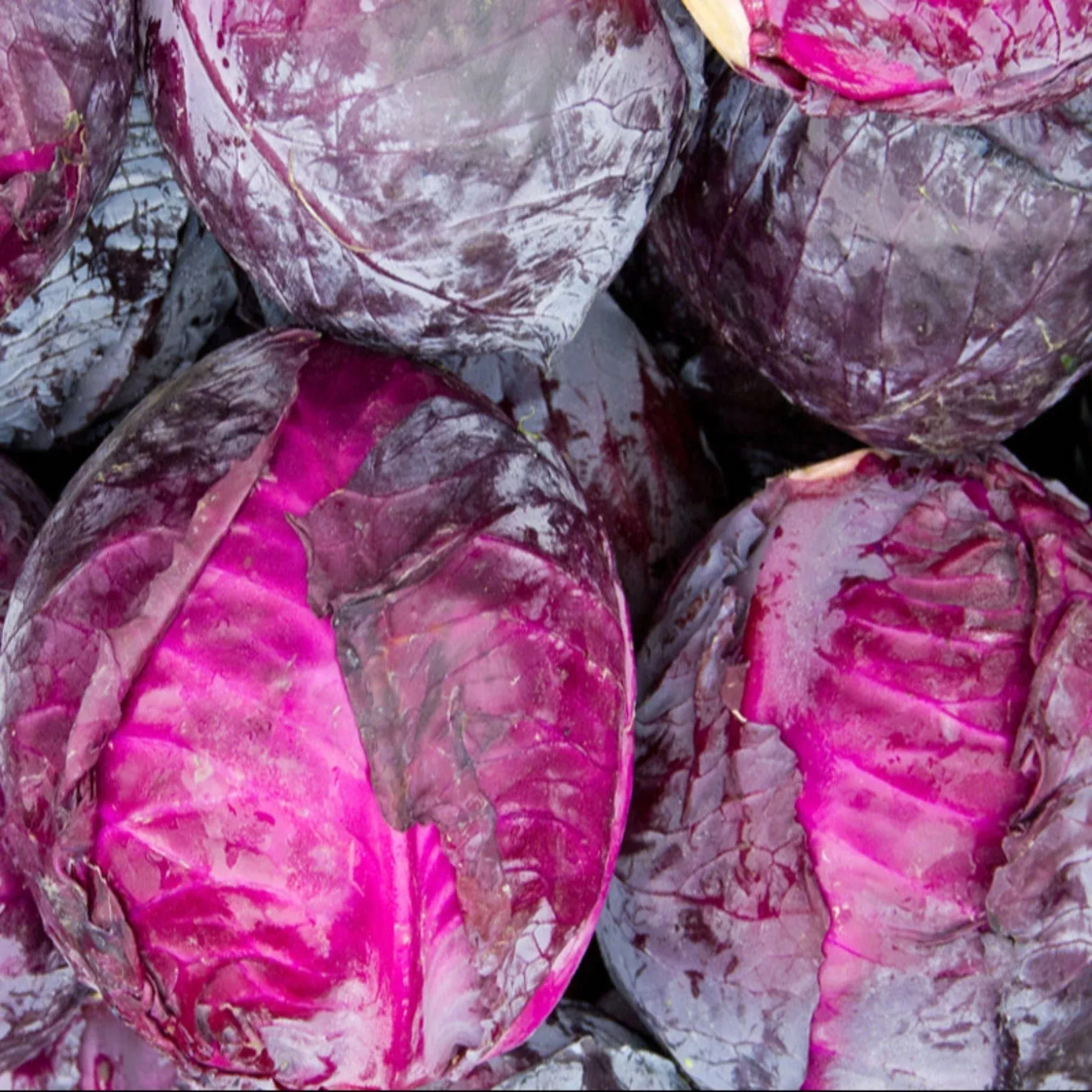 red-acre-heirloom-cabbage-seeds Red Acre Heirloom Cabbage Seeds