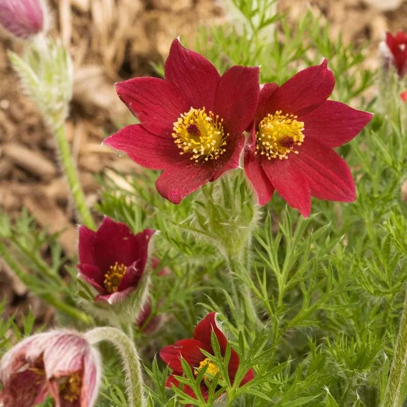 red-bells-pasque-flower-pulsatilla Red Bells Pasque Flower (Pulsatilla)