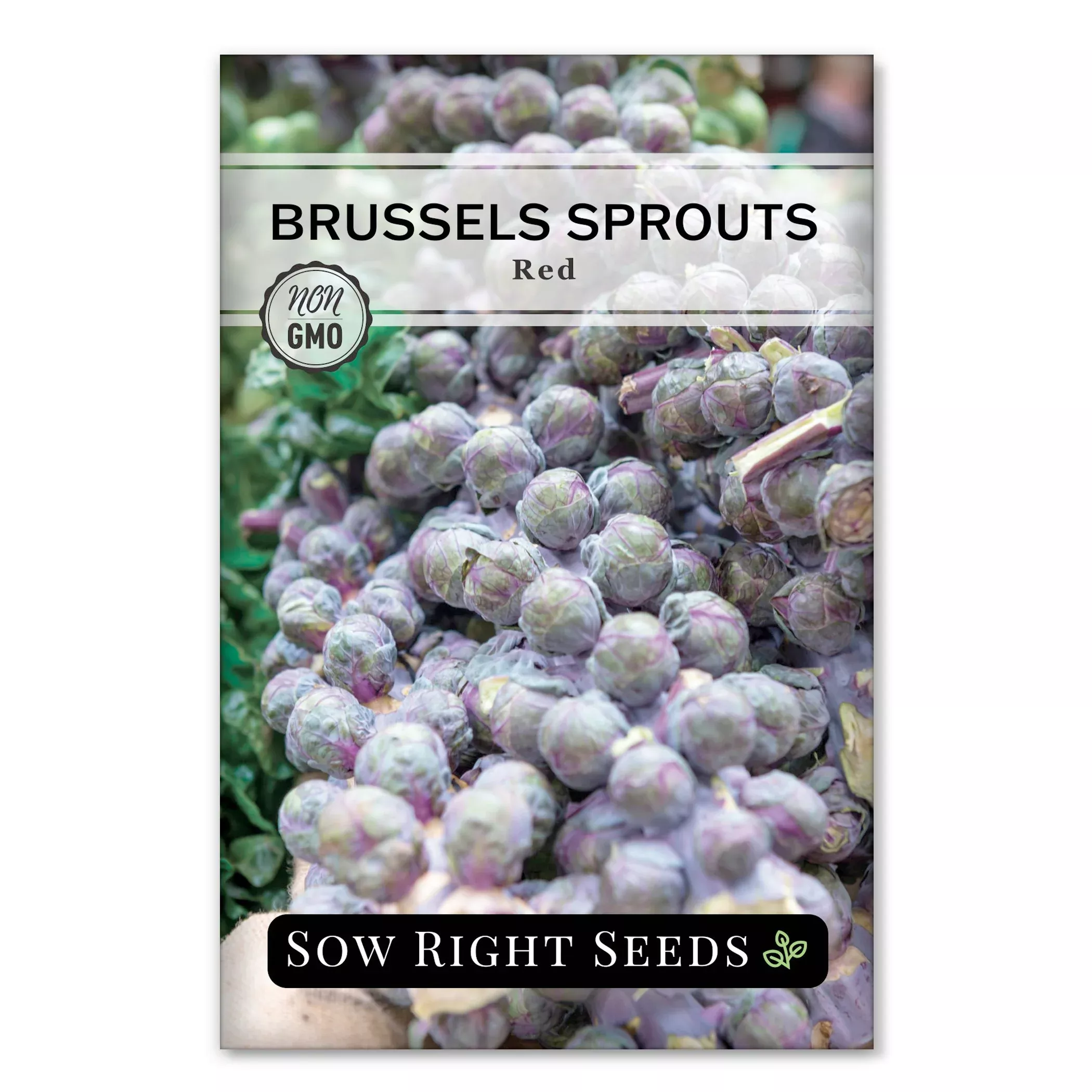 red-brussels-sprouts Red Brussels Sprouts