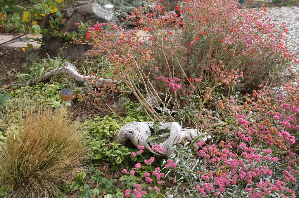 red-buckwheat Red Buckwheat