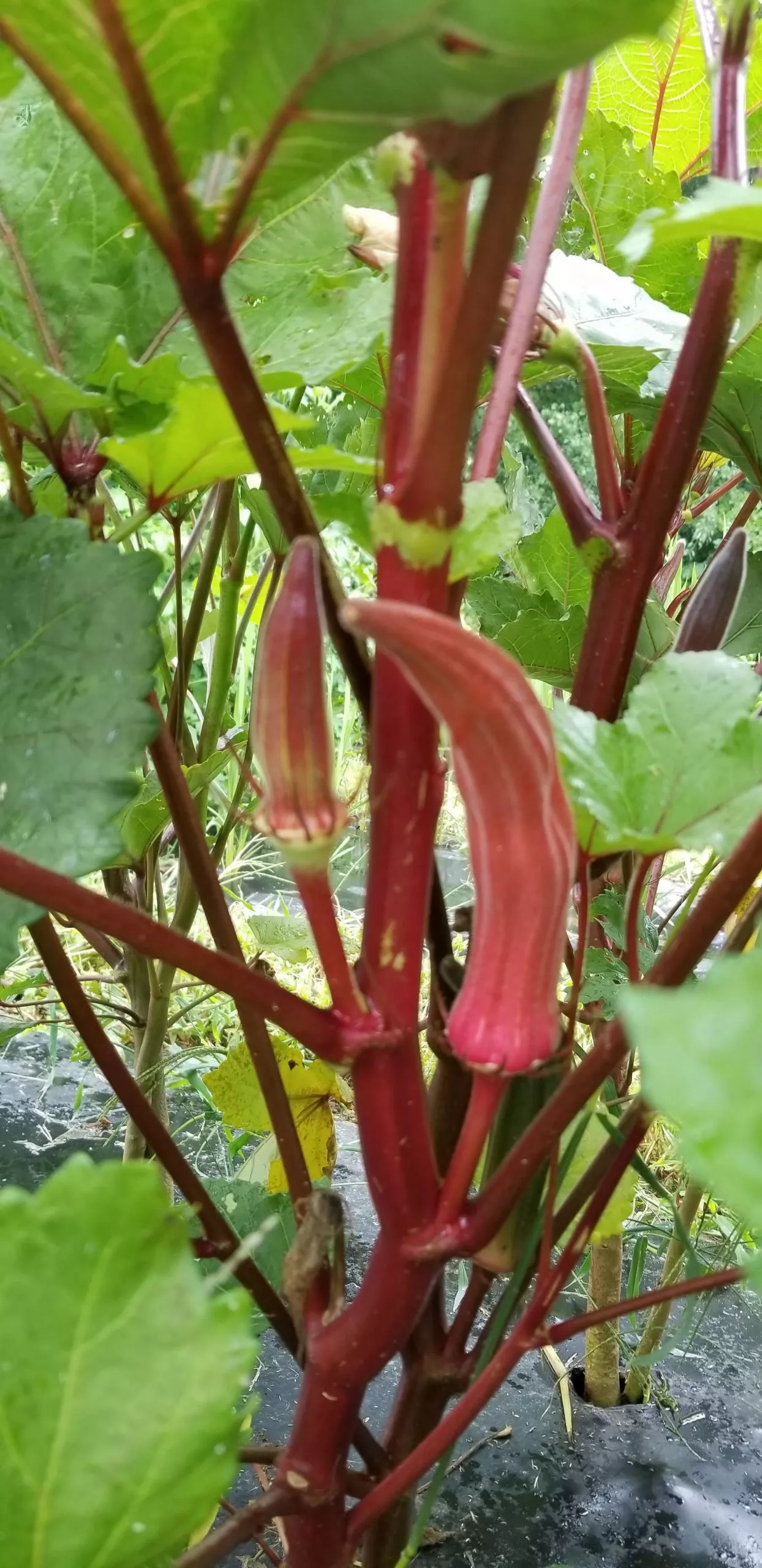 Red Burgundy Okra