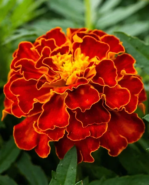red-cherry-marigold Red Cherry Marigold