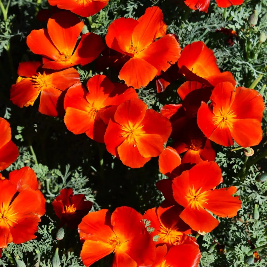 Red Chief California Poppy