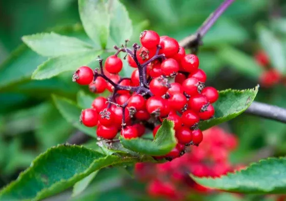 red-chokeberry Red Chokeberry