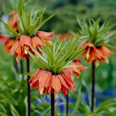 red-crown-imperial Red Crown Imperial