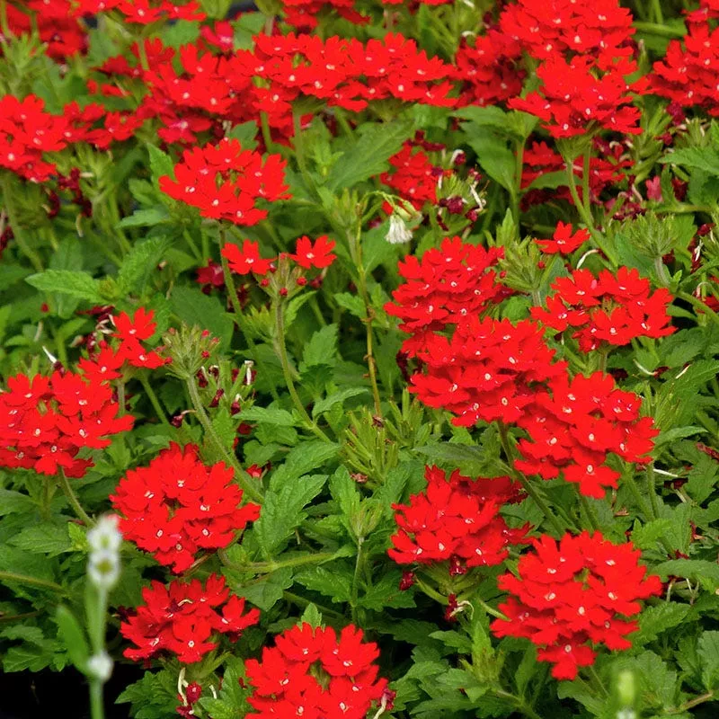 red-devil-perennial-verbena Red Devil Perennial Verbena