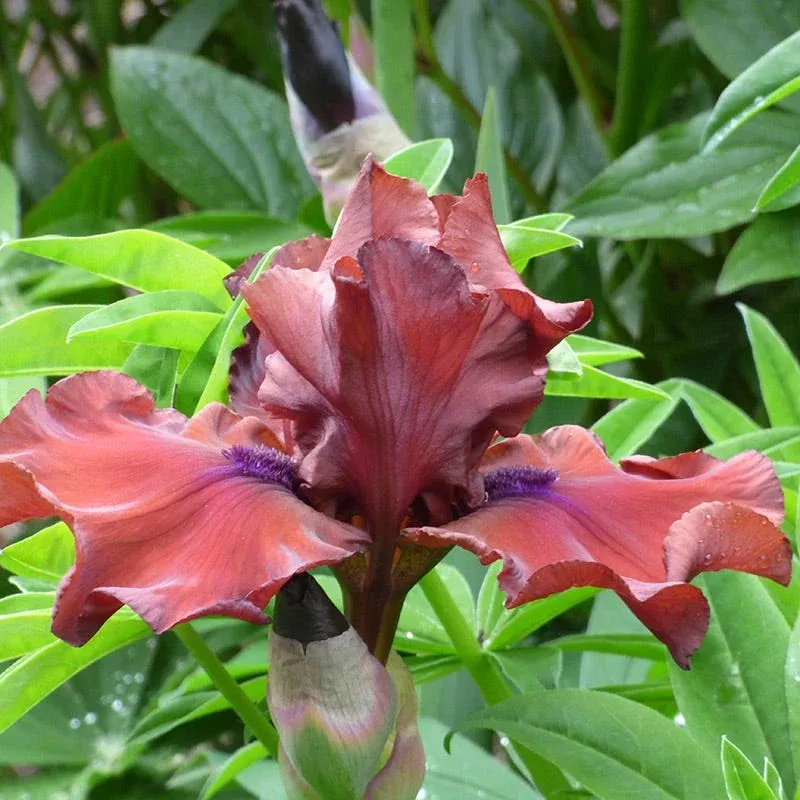 red-dirt-road-bearded-iris Red Dirt Road Bearded Iris