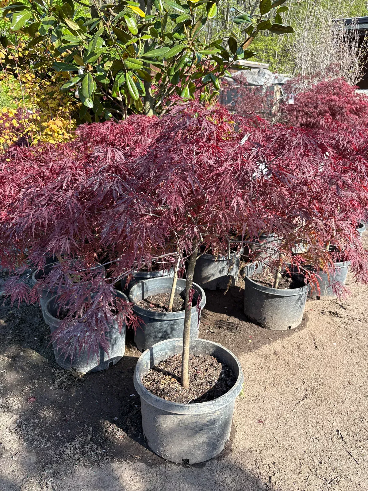 red-dragon-japanese-maple Red Dragon Japanese Maple