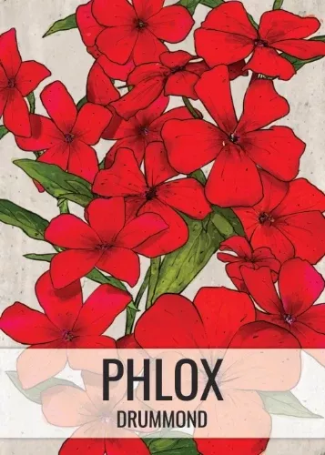 red-drummond-phlox-seeds-planting-phlox-drummondii Red Drummond Phlox Seeds For Planting (Phlox Drummondii)