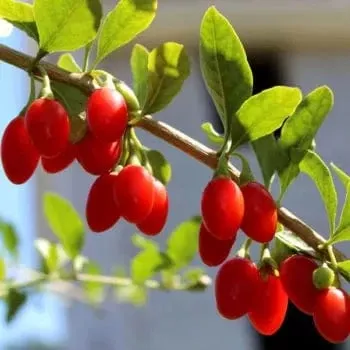 red-empress-goji-berry Red Empress™ Goji Berry