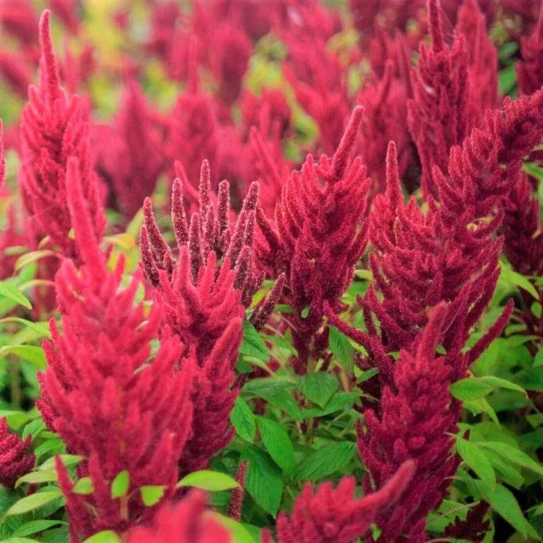red-garnet-amaranth Red Garnet Amaranth